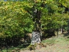 chataignierETE