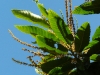 fleurChataignier