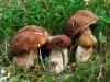 bolets_printemps