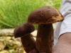 bolet de printemps à Pâturage