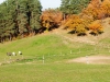 automne à Pâturage
