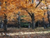 automne à Pâturage
