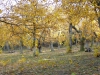 châtaigneraie de Pâturage en automne