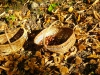 châtaignes de Pâturage en automne