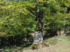 châtaignier du lieu-dit Pâturage