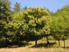 ChataignierEnFleur