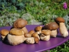 bolets2014aout
