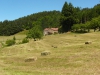 les foins à Pâturage