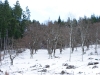châtaigneraie lieu-dit Pâturage (07240 Silhac)