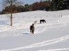 lieu-dit Pâturage en hiver